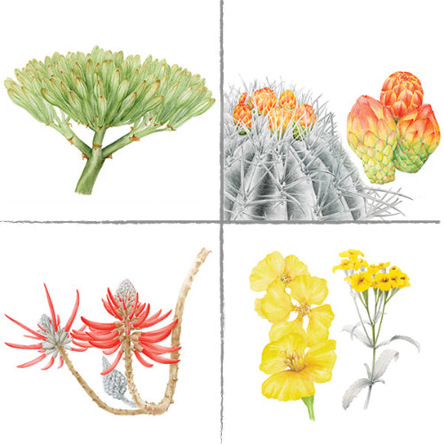 Ilustraciones de