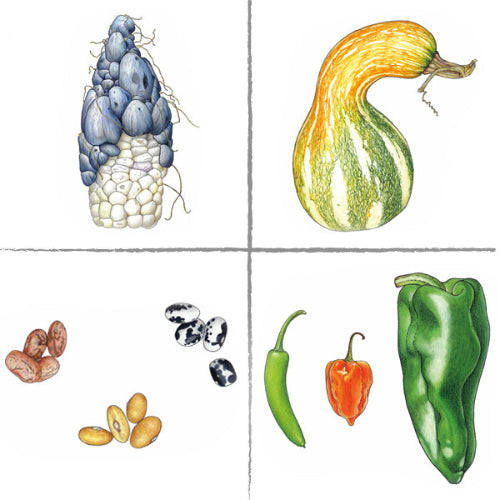 Ilustraciones de