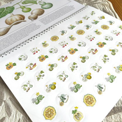 Calendario 2027 Calabazas, guajes y chayotes