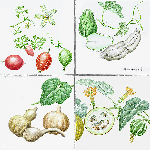 Ilustraciones de 